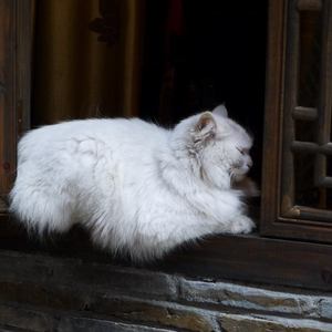 人獸雜交亂伦ⅩⅩXxX视频
